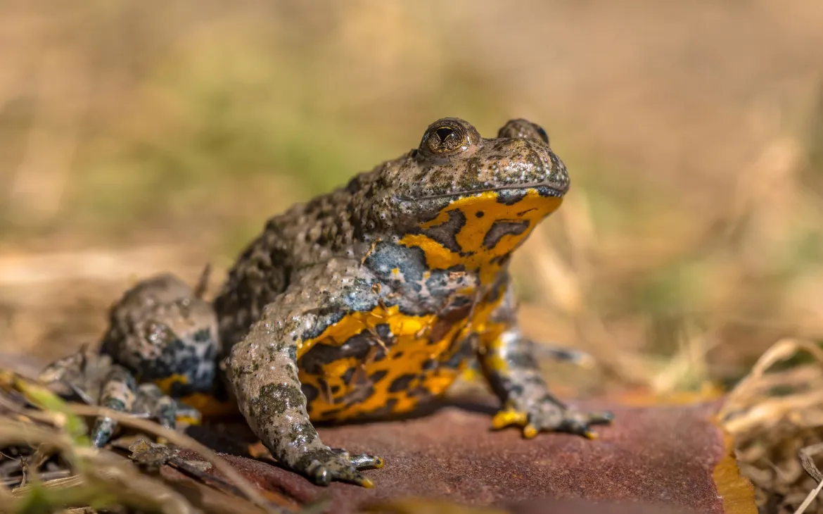 Nahaufnahme einer Gelbbauchunke 