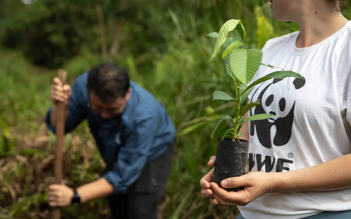Bäume pflanzen auf Sabah