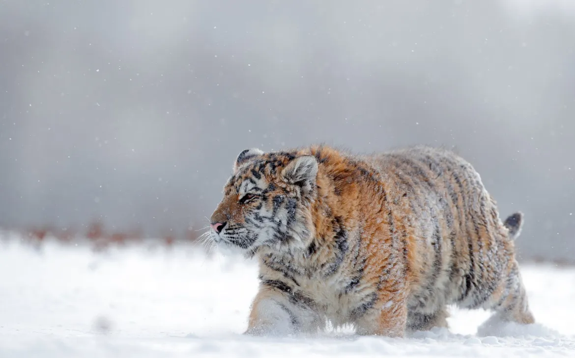 Amur Tiger im Schnee, Russland