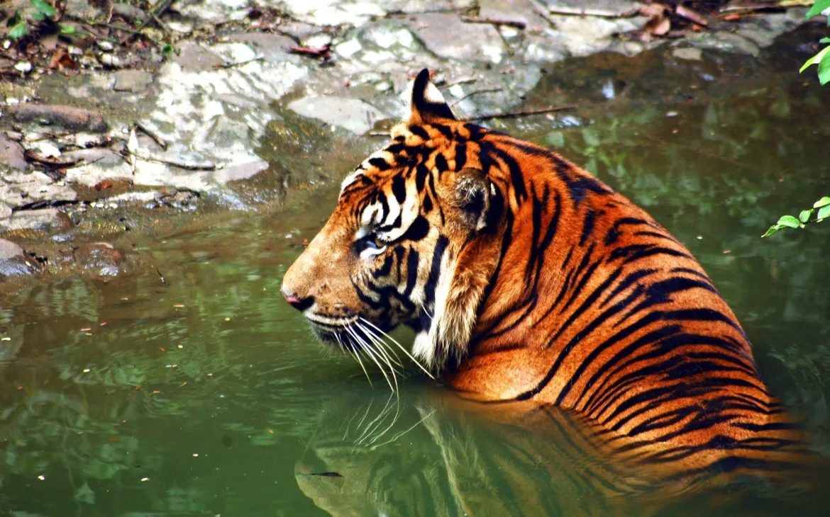 Ein Sumatra-Tiger im Wasser