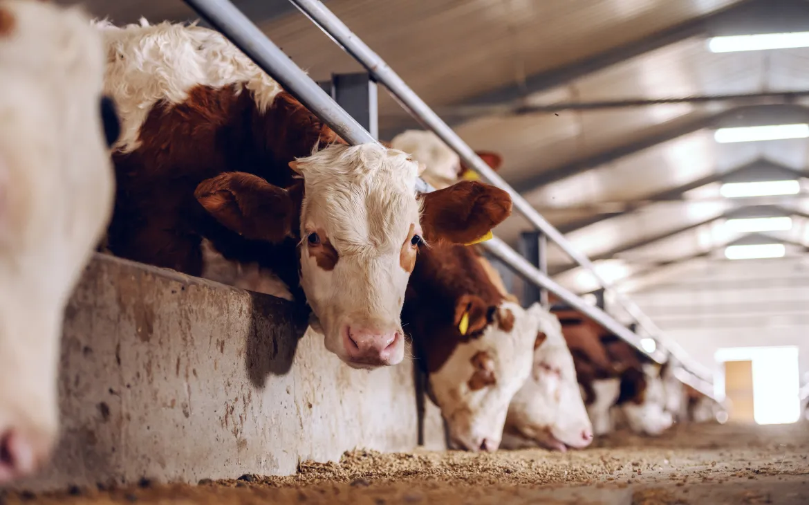 Cows in a cowfarm
