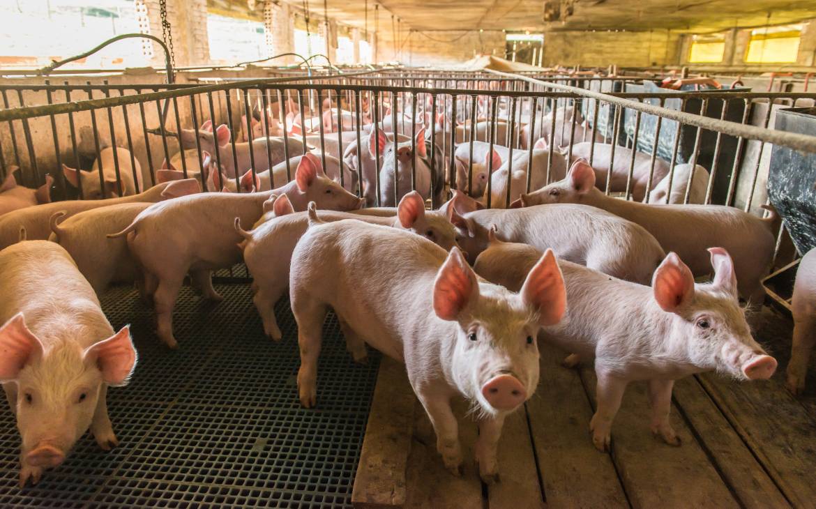 Pig farm