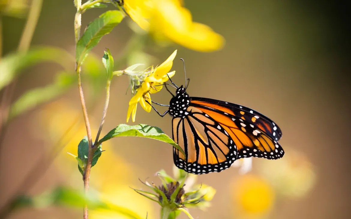 Monarchfalter bei der Aufnahme von Nektar