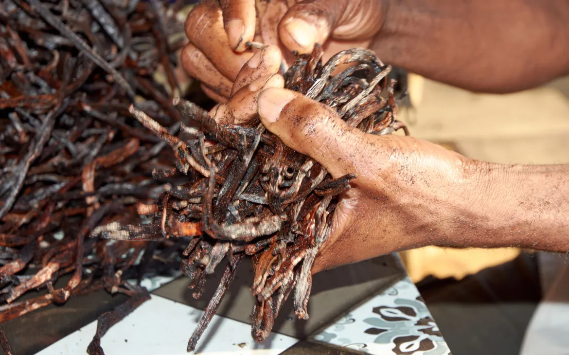Geerntete Vanille in Madagaskar