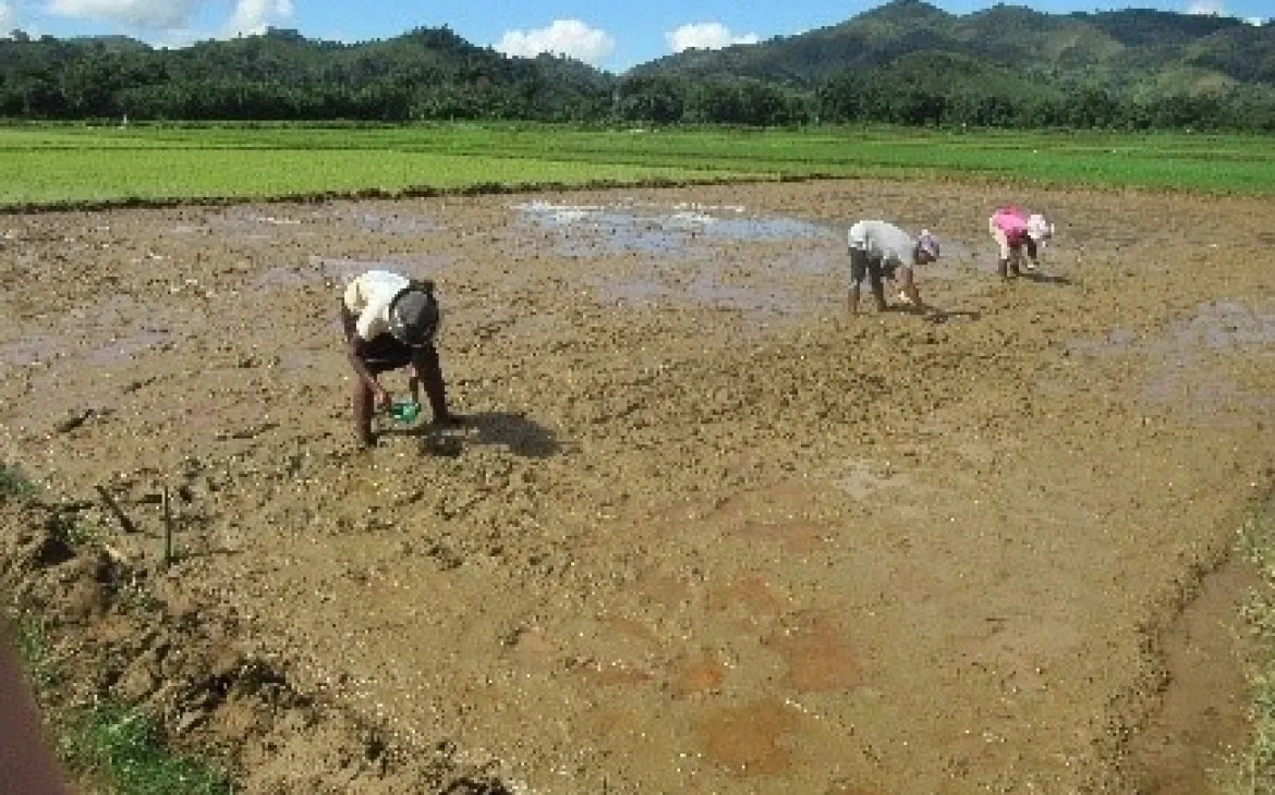 Frauen auf einem Reisfeld in Madagaskar