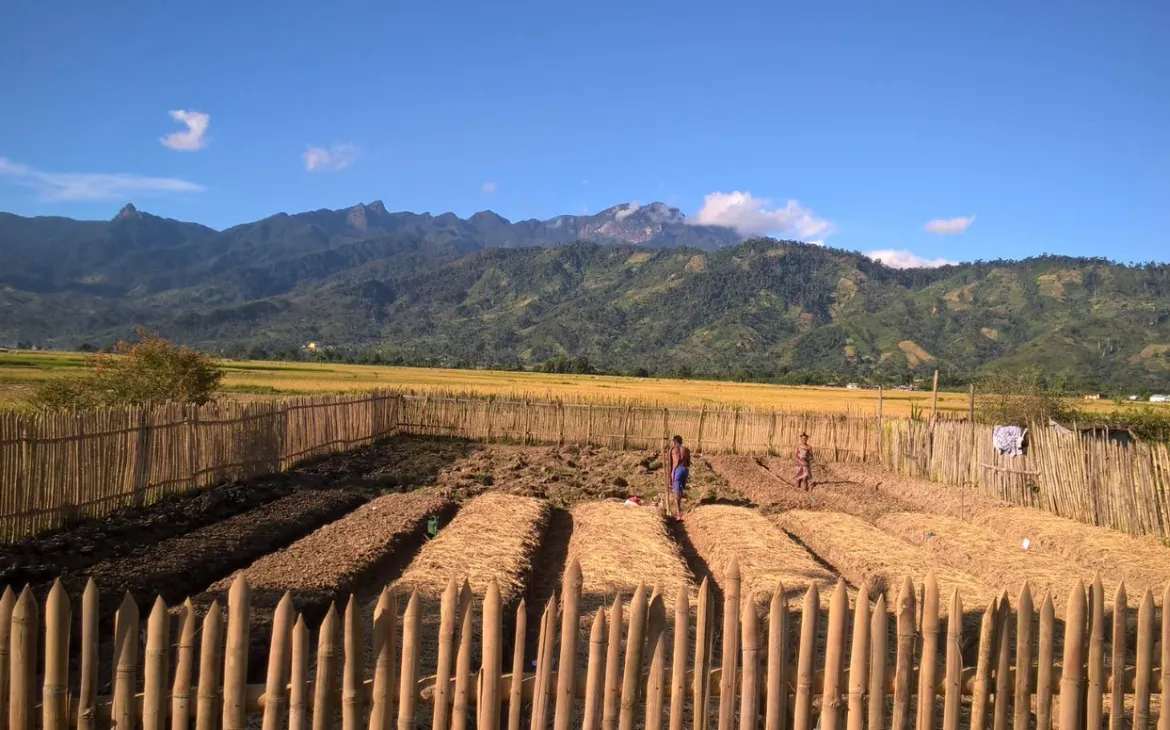 Gemüsefeld in Madagaskar