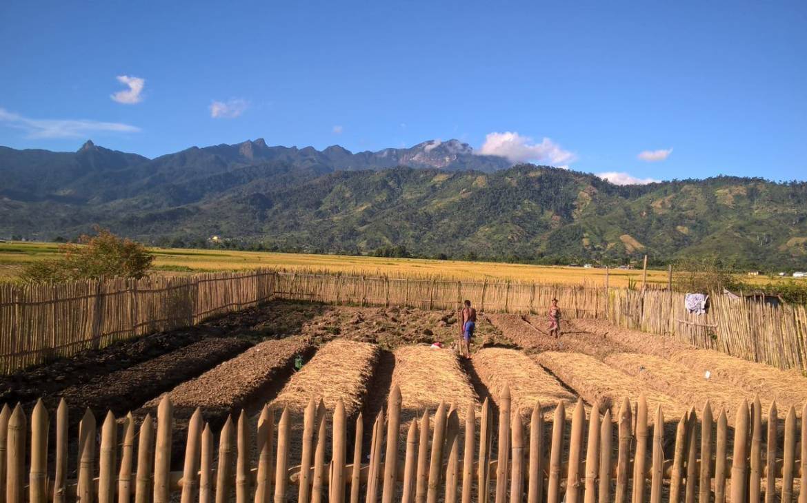 Gemüsefeld in Madagaskar