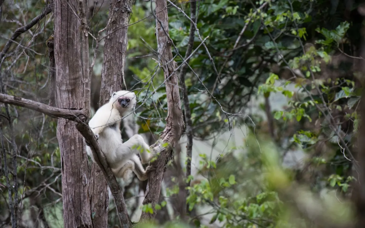 Seidensifaka in Madagaskar