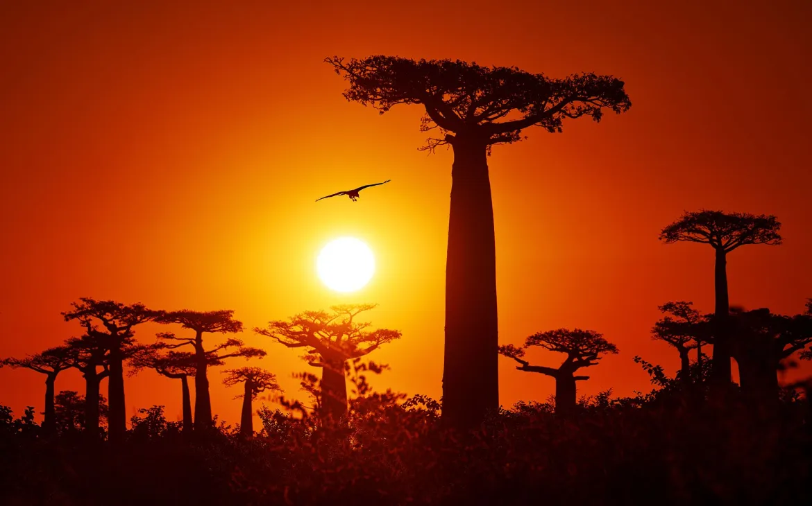 Baobab Bäume im Sonnenuntergang in Madagaskar