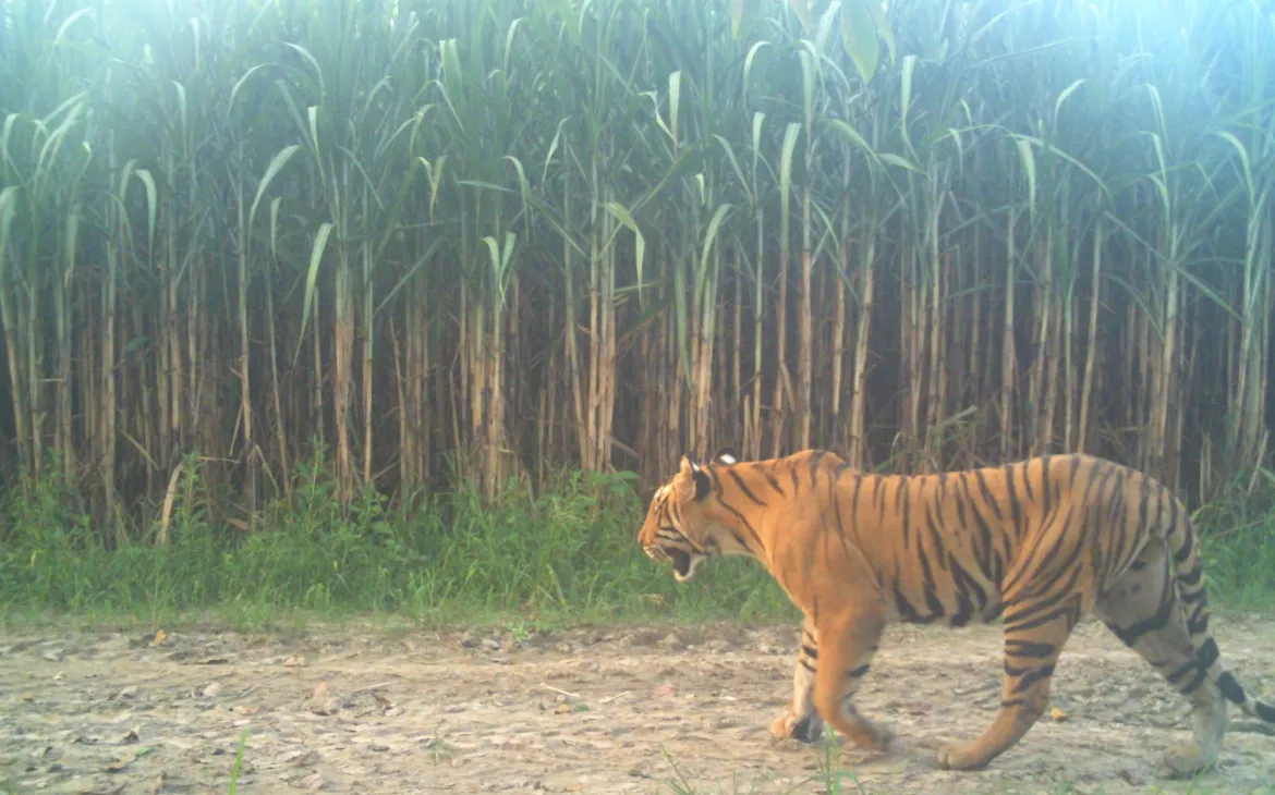 Tiger vor einem Zuckerrohr Feld