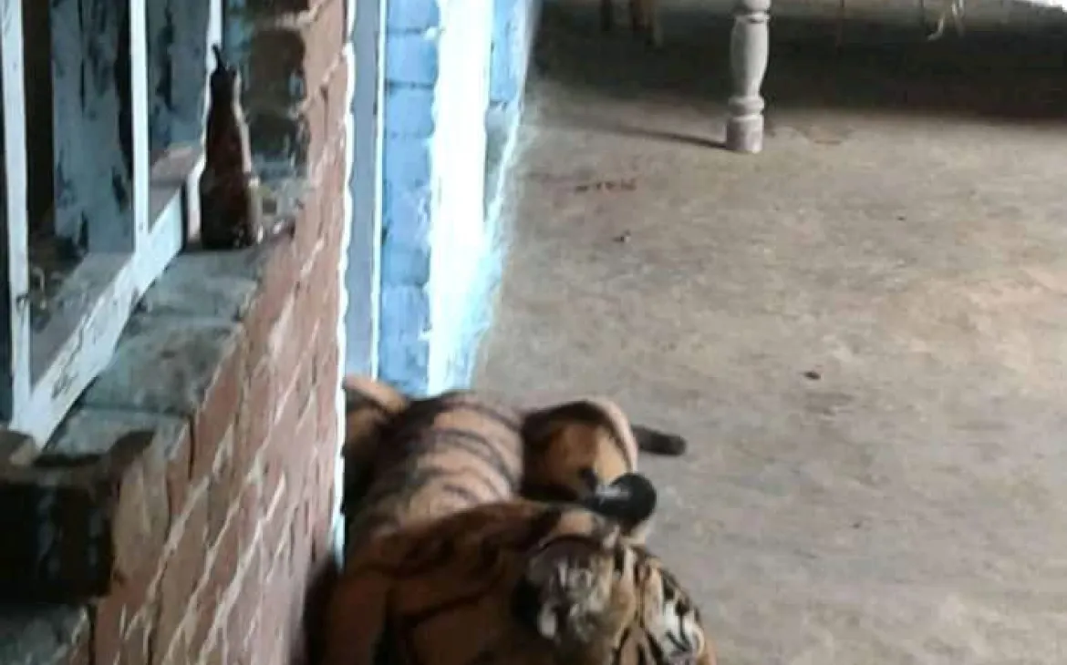 Tiger mitten in der Stadt in Madho Tanda