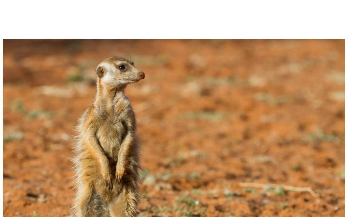 Ein Erdmännchen (Suricata suricatta) erkundet die Landschaft Südafrikas.