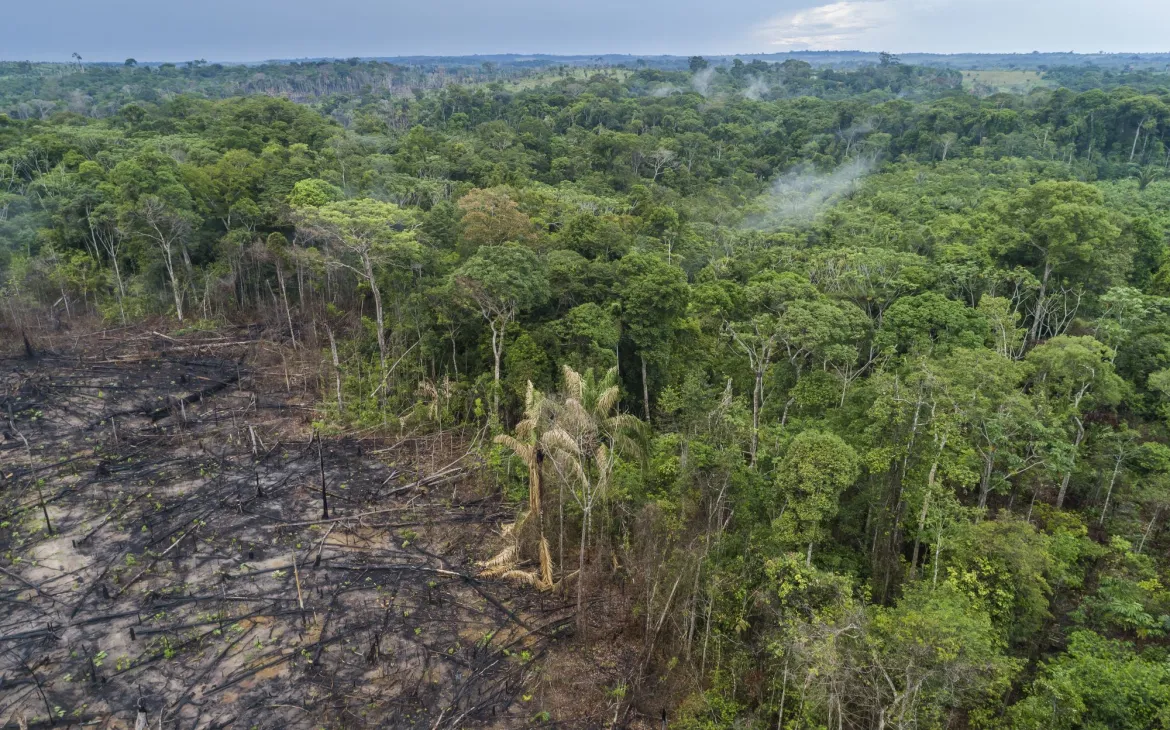 Abholzung von Regenwald