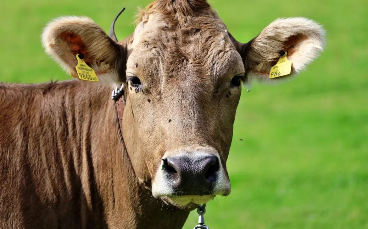 Braune Schweizer Kuh