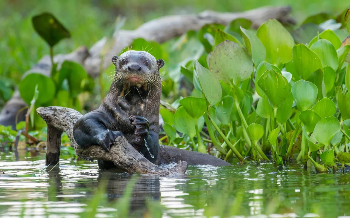 Riesenotter im Pantanal