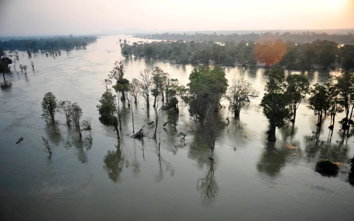 Mekong Flooded Forest Landscape