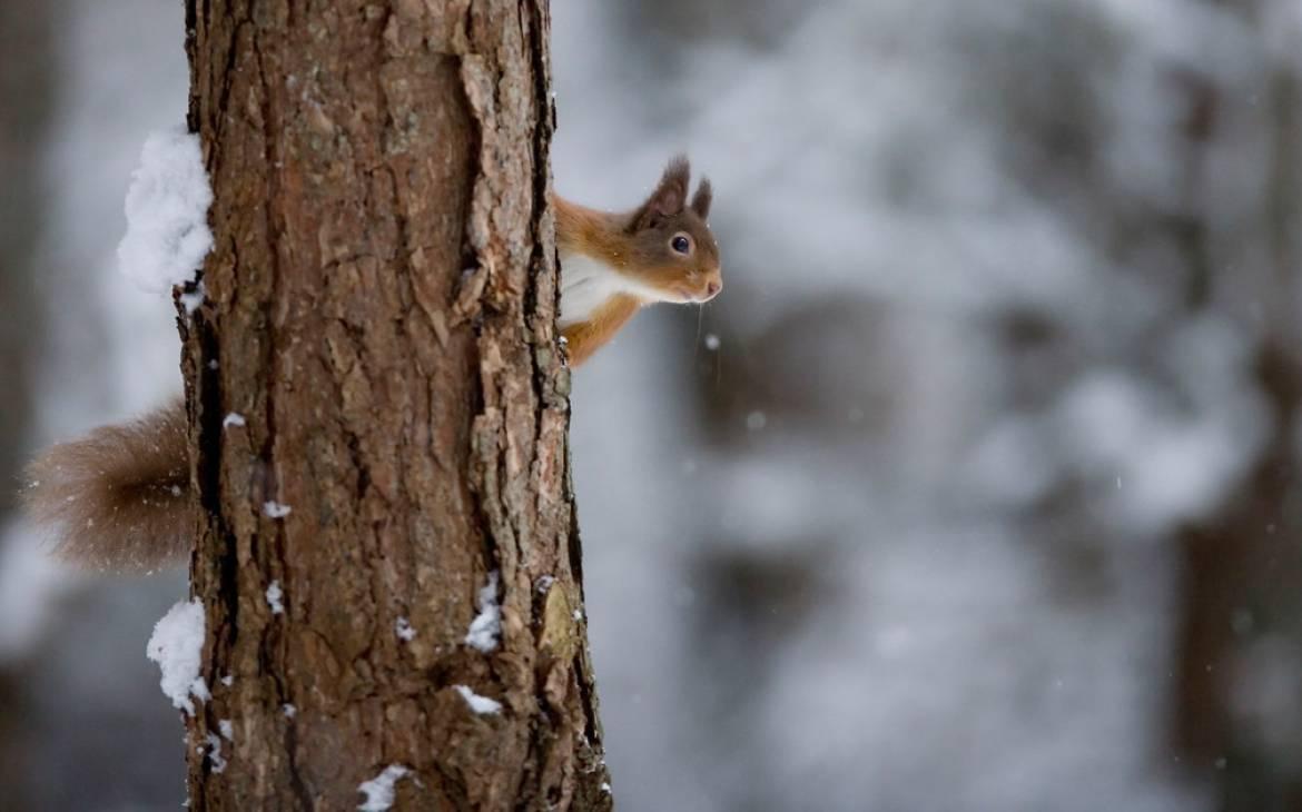 Eichhörnchen, das hinter einem Baumstamm hervorschaut