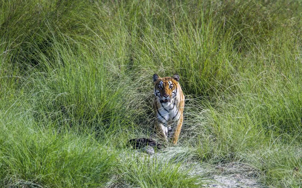 Bengalischer Tiger in hohem Gras