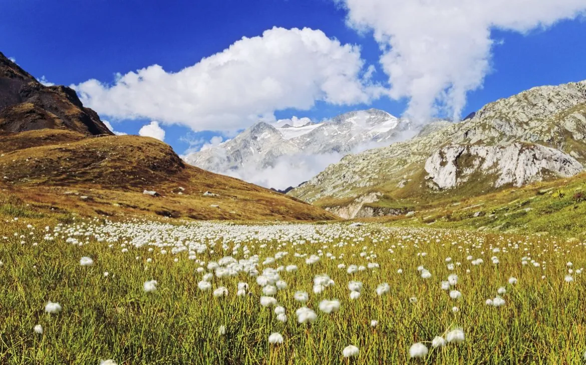 Plaun la Greina Blumenwiese