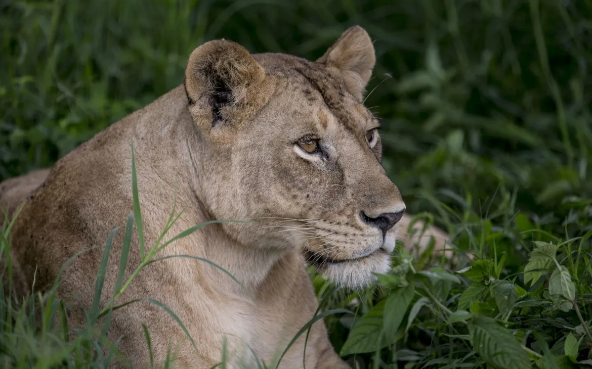 Löwin liegt im Gras in Kaza
