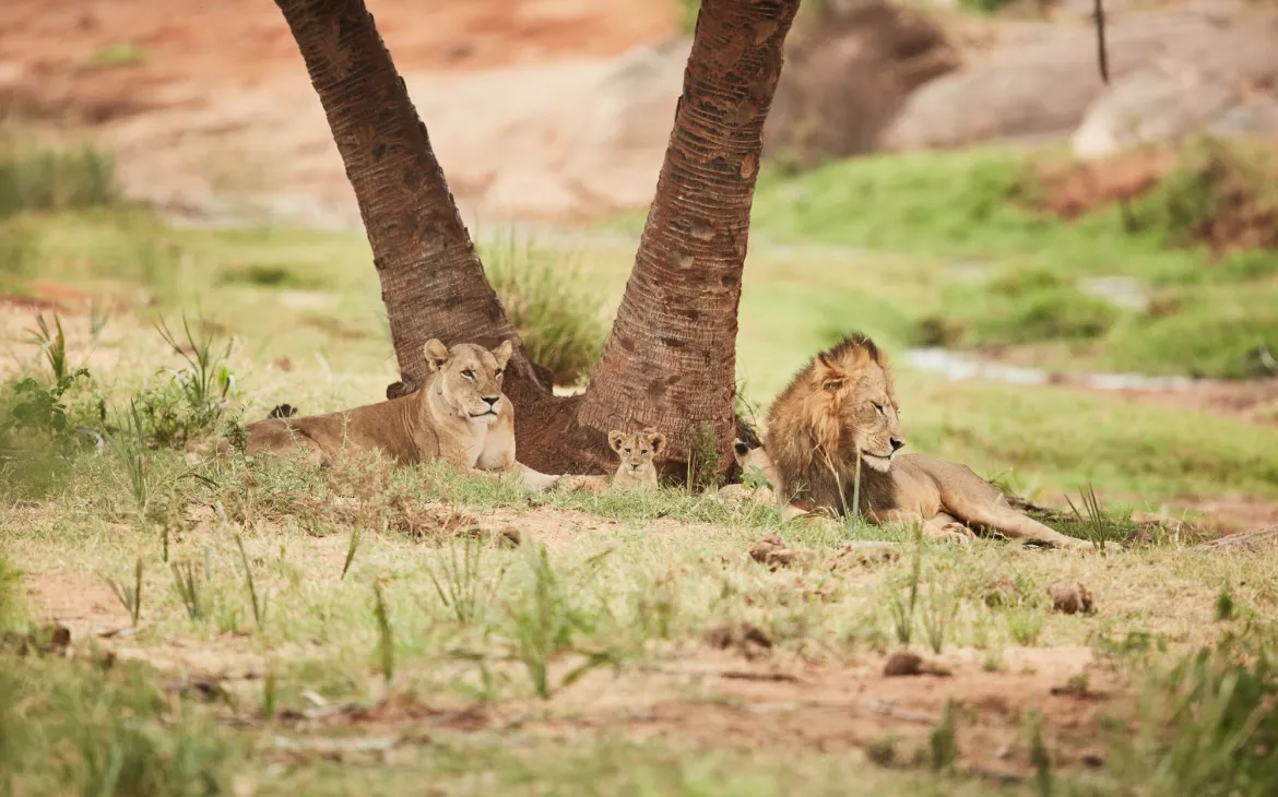 Löwenfamily liegt im Gras