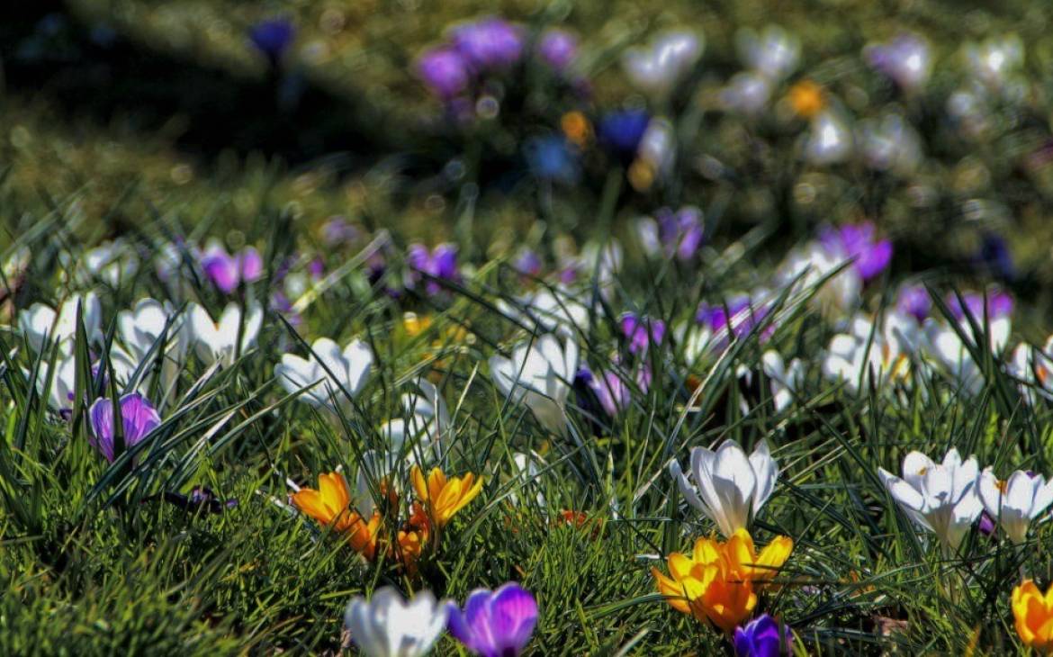 Blumenfeld im Frühling