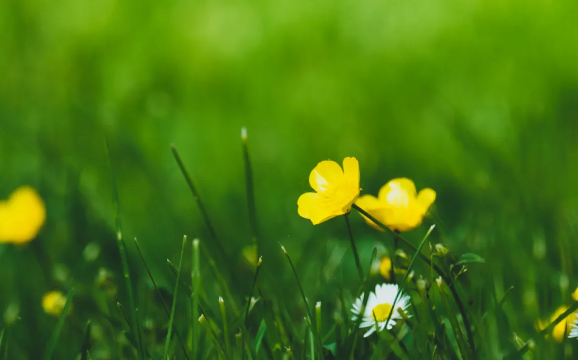 Kleine Blumen und Gras