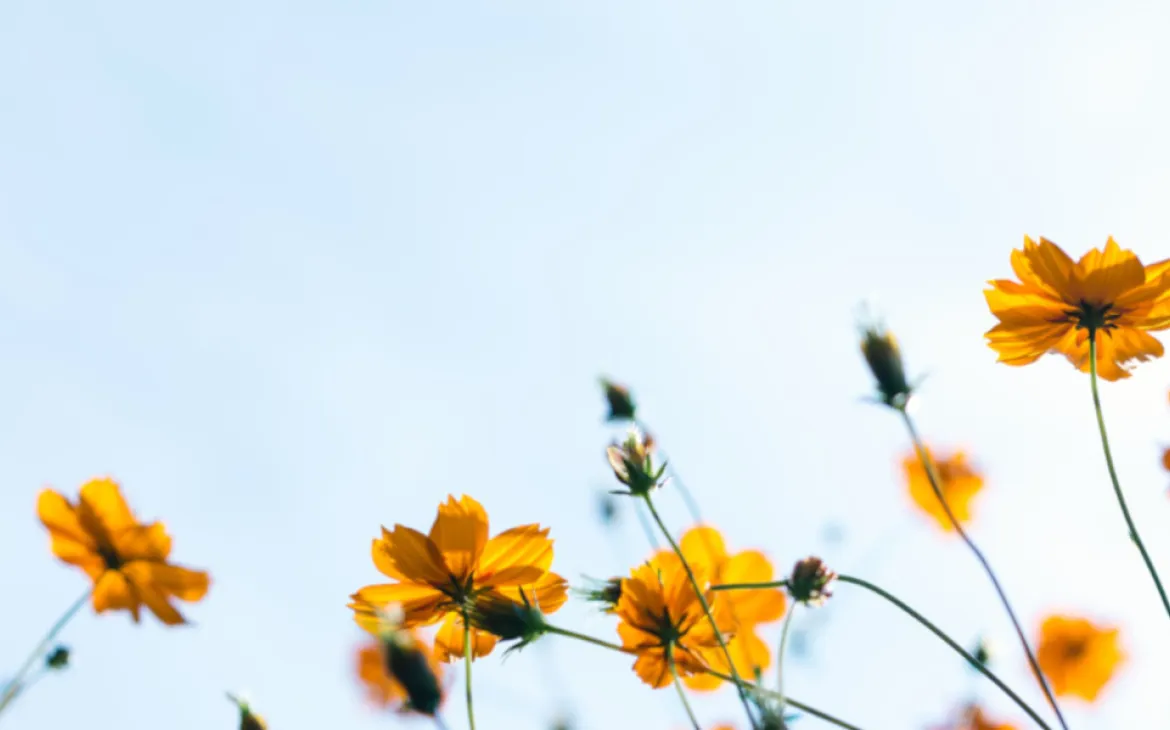 Blumen und blauer Himmel