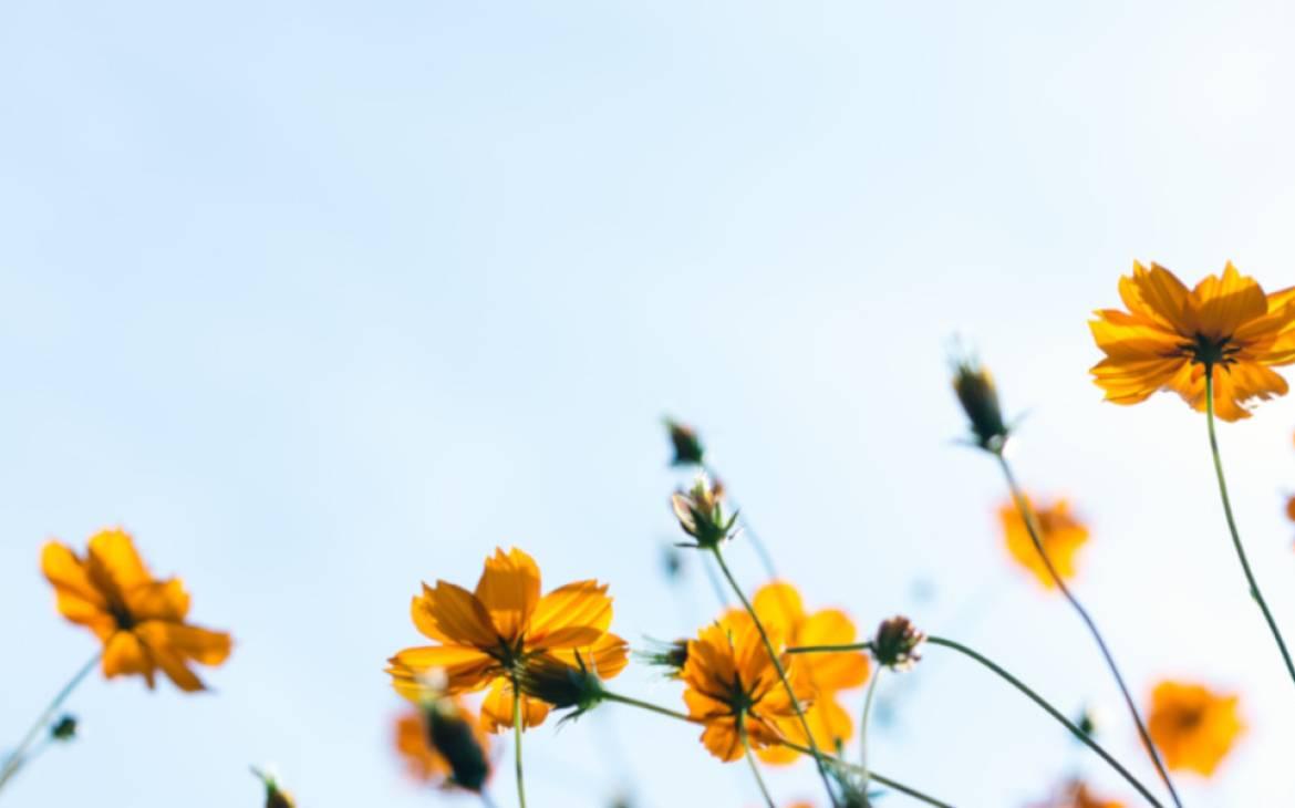 Blumen und blauer Himmel