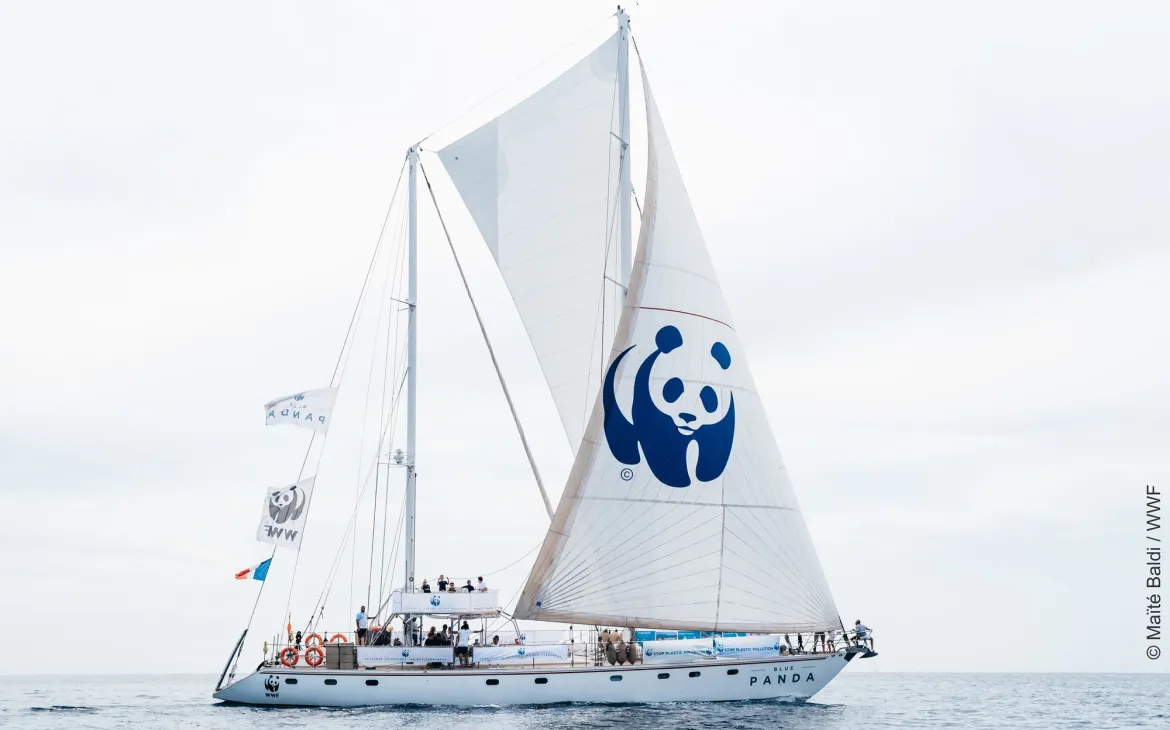 Segelboot Blue Panda auf dem Meer