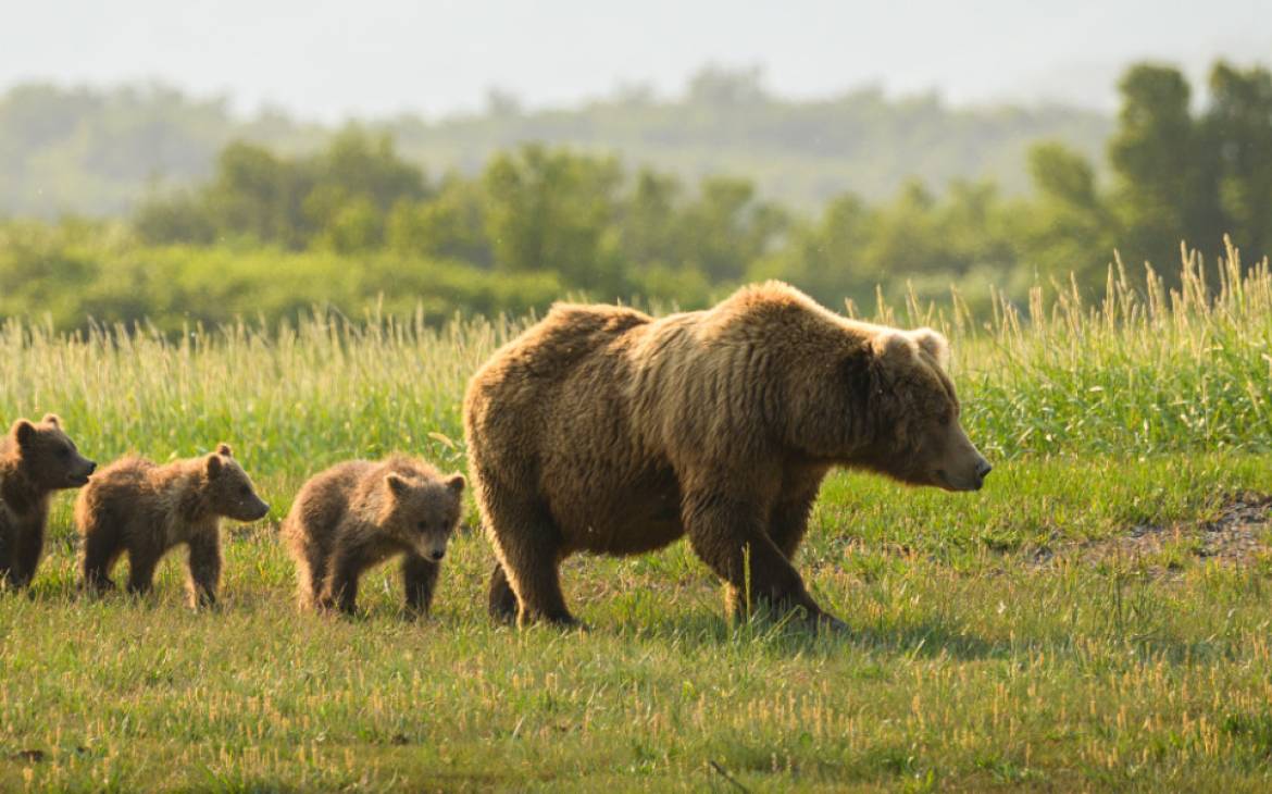 Famille d'ours bruns (Ursus arctos) dans le parc national de Katmai, Alaska