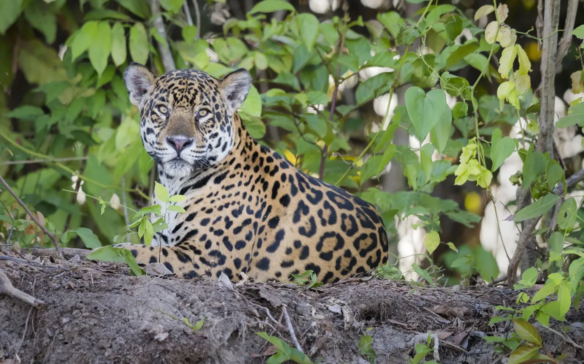 Jaguar liegt im Gebüsch auf dem Boden