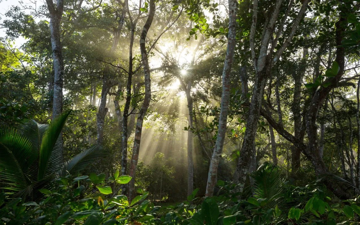 Rainforest with sun shining through trees