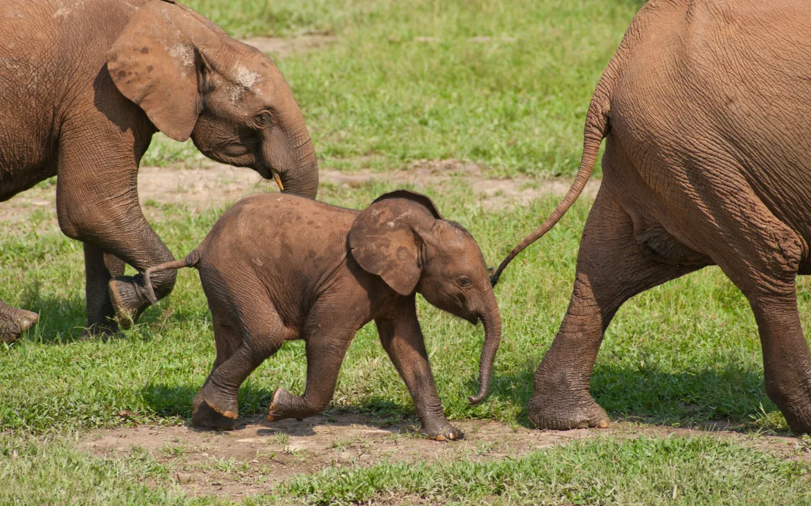 Drei Waldelefanten laufen