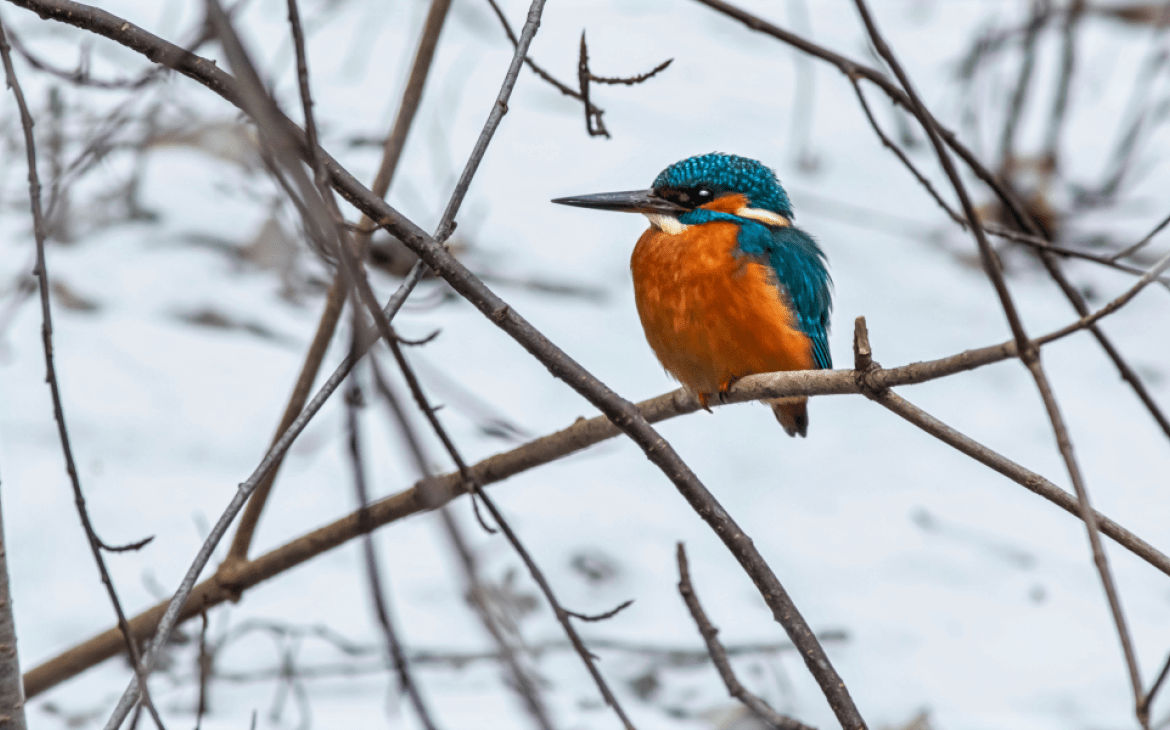 kingfisher in the snow