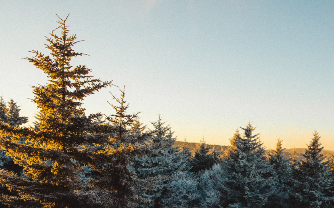 Forest with snow