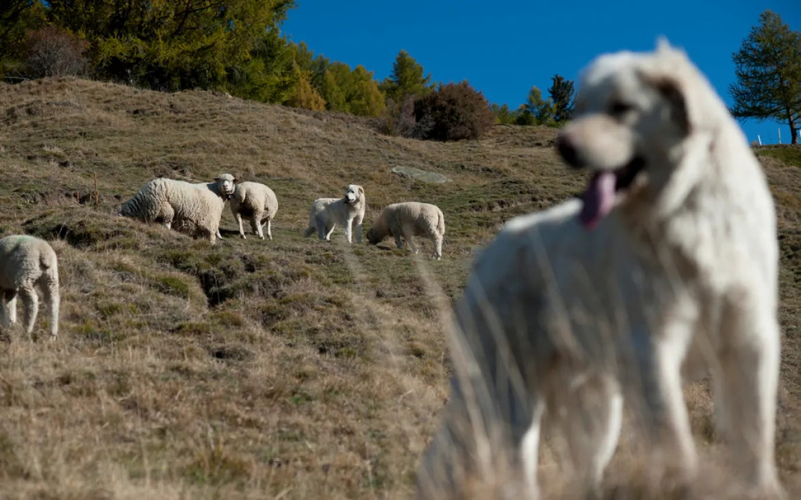 Dog and flog of sheep