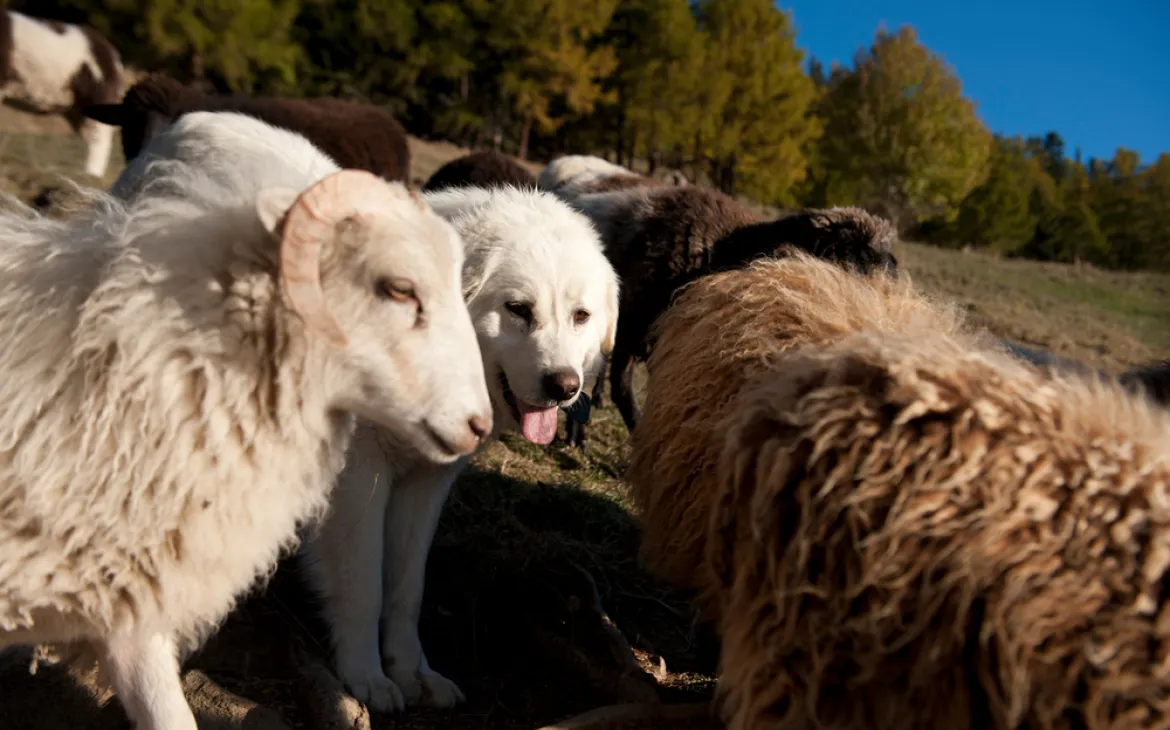 Sheepdog amongst sheep on alpine field