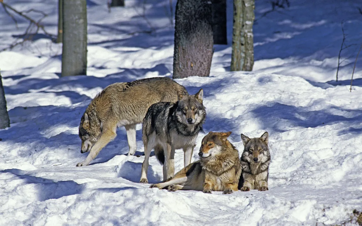 A pack of wolves in snowy woods