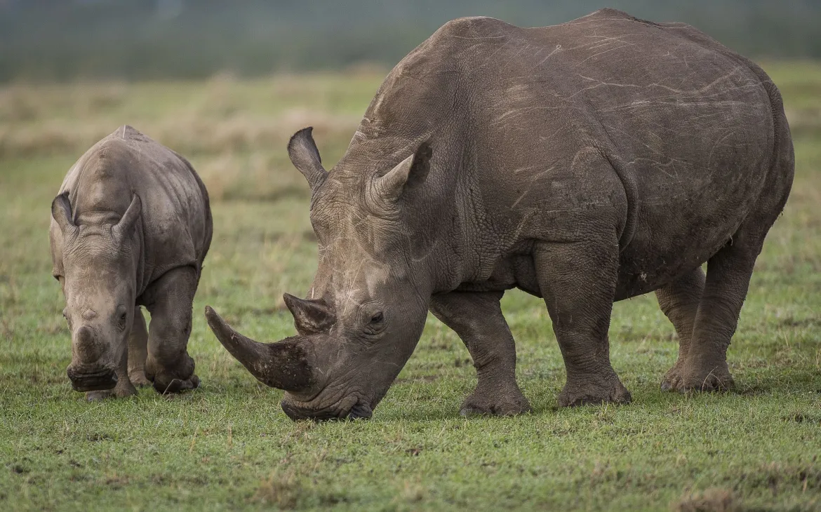 Breitmaulnashorn mit Kalb