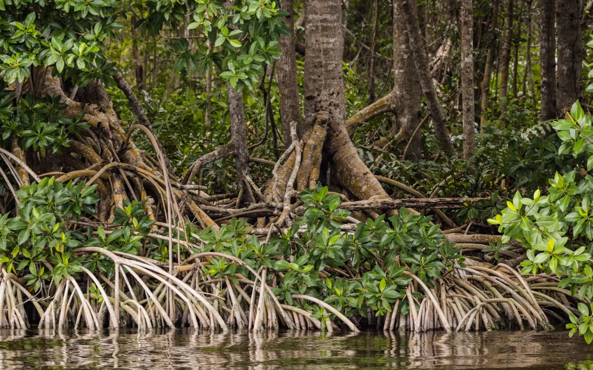 Mangrovenwald in Belize