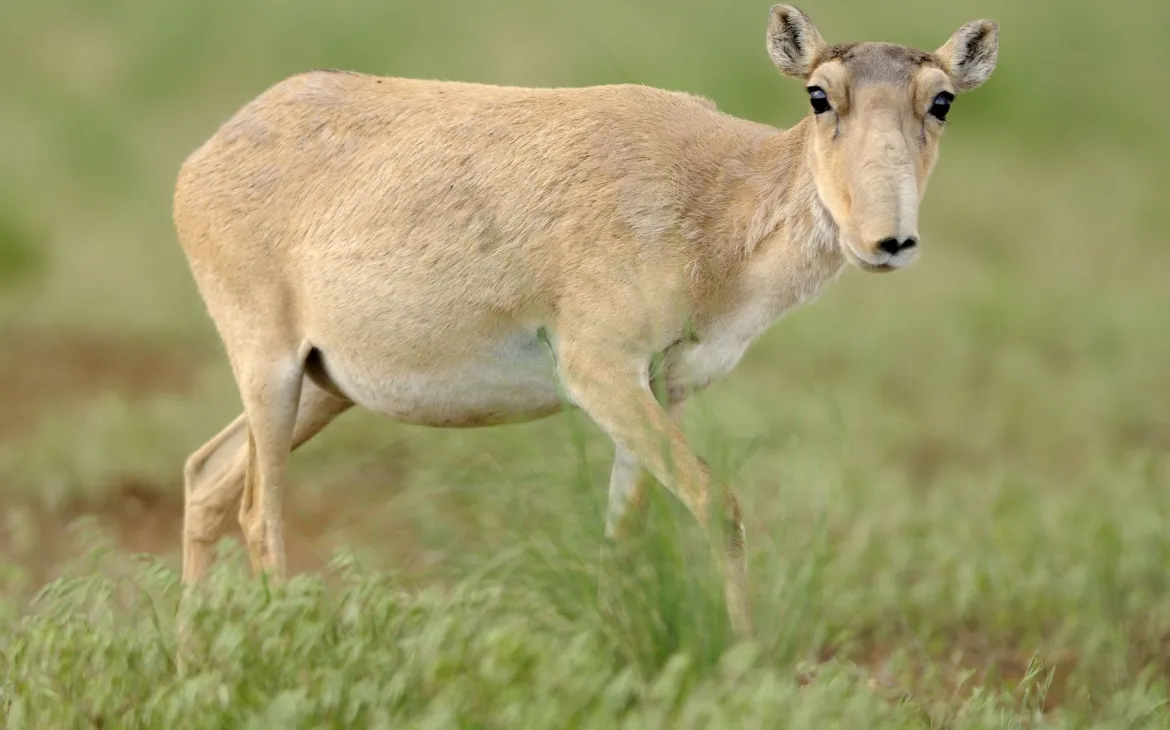 Weibliche Saiga Antilope im Cherniye Zemil Naturschutzgebiet, Russland