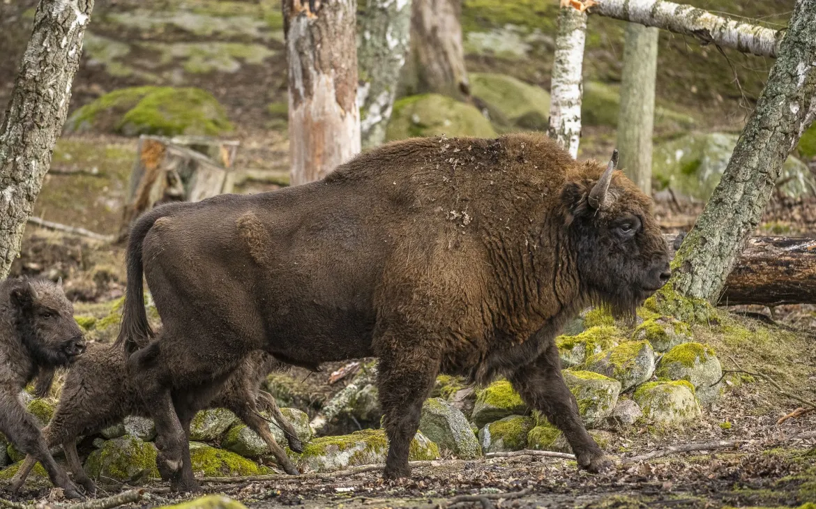 Wisent in Eriksberg