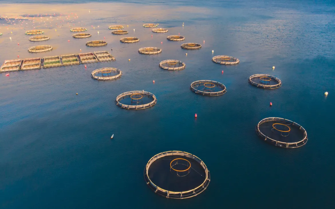 Vogelperspektive auf eine Fischfarm