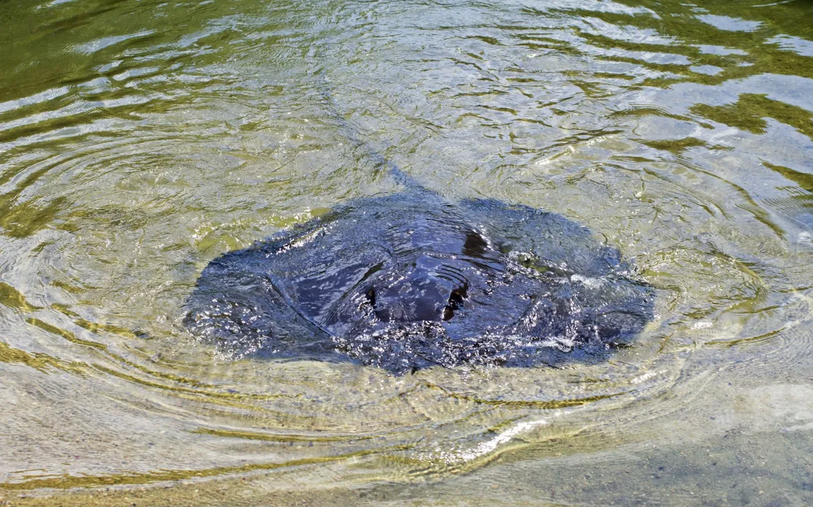Riesige Süsswasser Stechroche