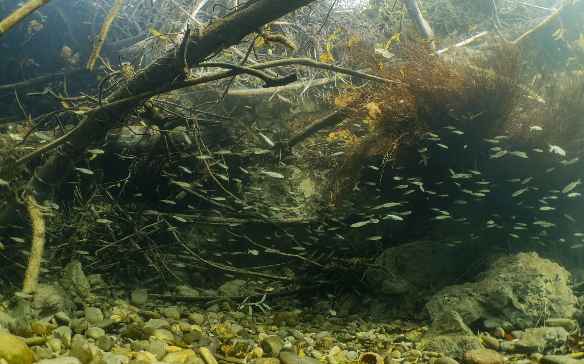 Fische Unterwasseraufnahme eines Flusses