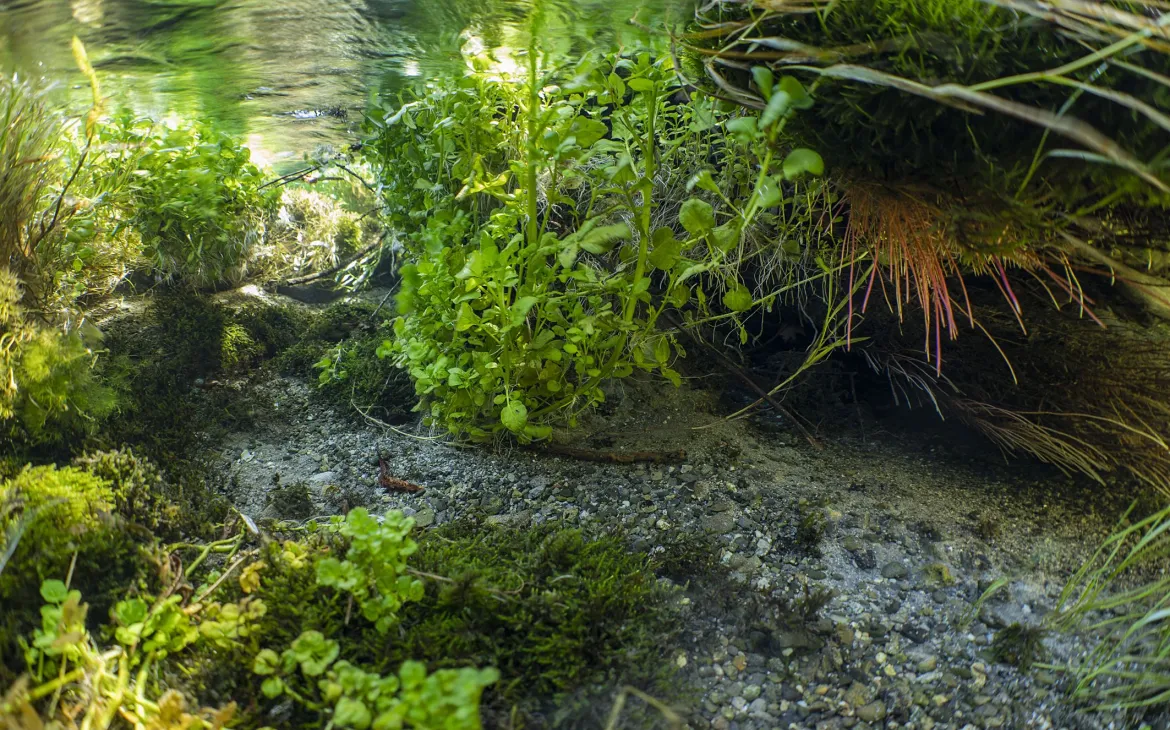 Pflanzen unter Wasser