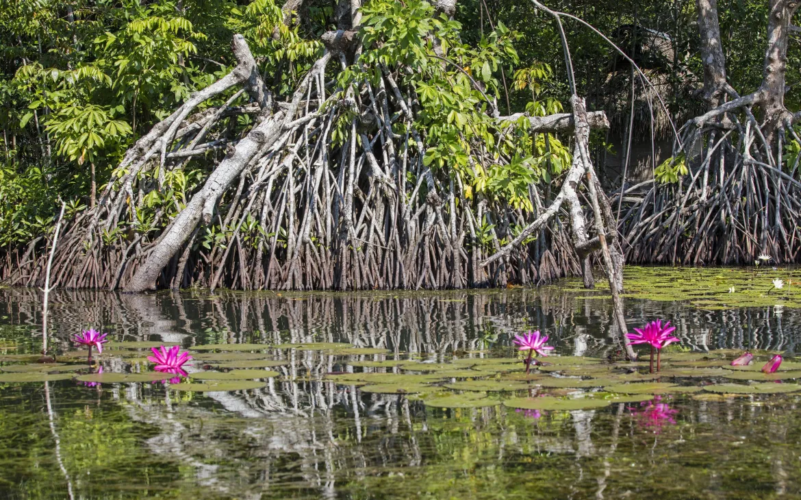 Mangrovenwurzeln in Guatemala