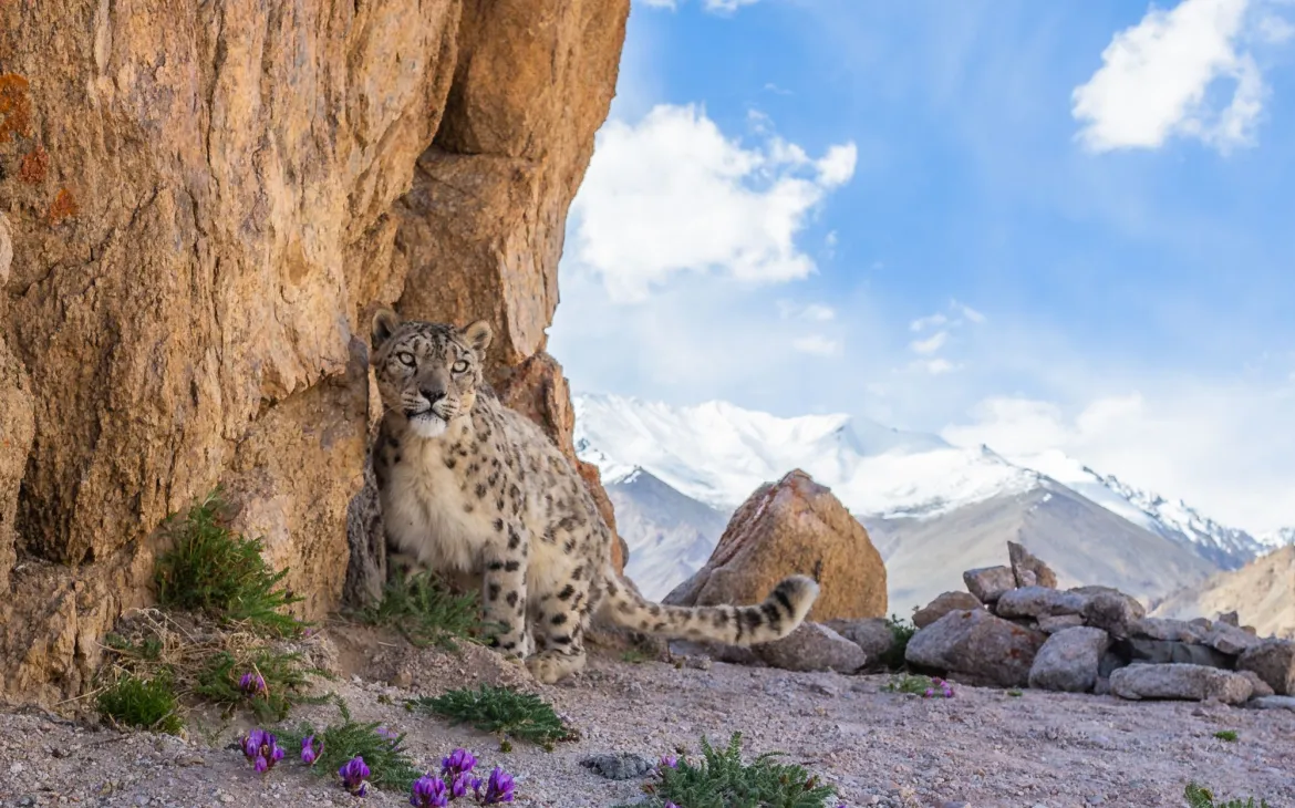 A wild snow leopard triggers a DSLR camera trap high up in mountains of Ladakh in the Indian Himalayas.