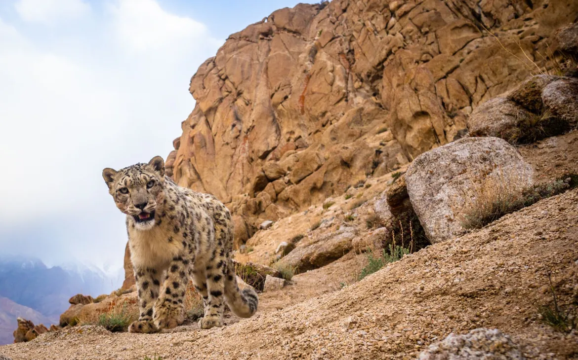 A wild snow leopard triggers a DSLR camera trap high up in mountains of Ladakh in the Indian Himalayas.
